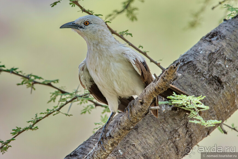 Африканское ралли. Часть 2