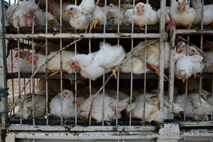 Затерянные Гималаи, Непал-Бутан. Часть 2