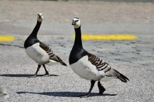 Скандинавские сказки. Стокгольм. Часть 3