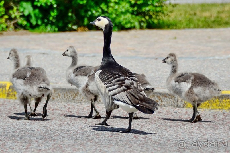 Скандинавские сказки. Стокгольм. Часть 3