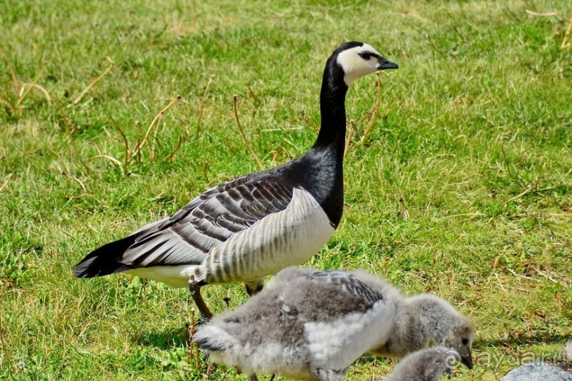 Скандинавские сказки. Стокгольм. Часть 3