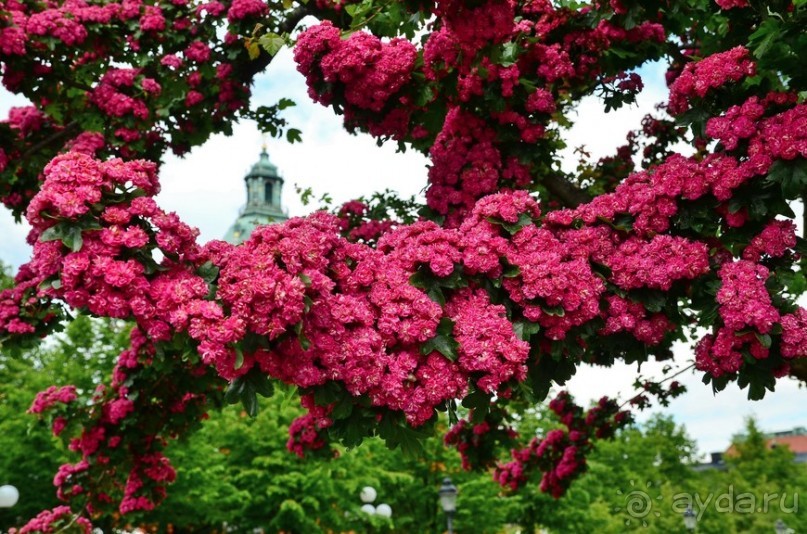 Скандинавские сказки. Стокгольм. Часть 3