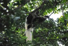 Танзания, Аруша