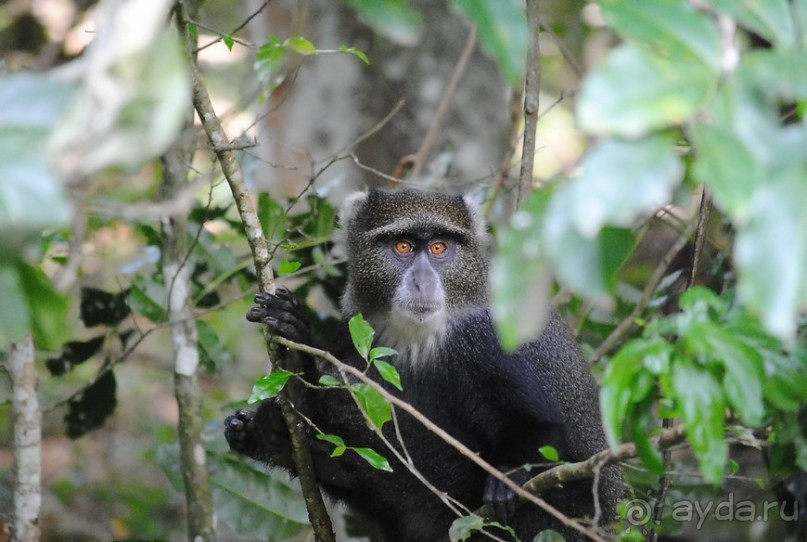 Танзания, Аруша