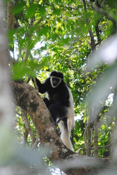 Танзания, Аруша