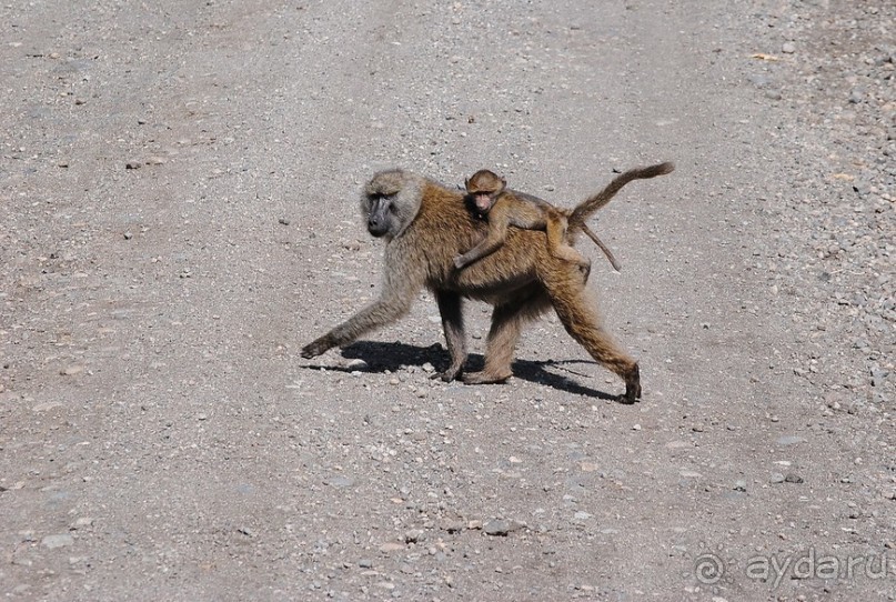 Танзания, Аруша