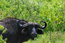 Танзания, Аруша