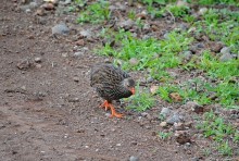 Танзания, Аруша