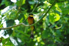 Танзания, Аруша