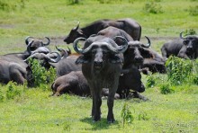 Танзания, Аруша