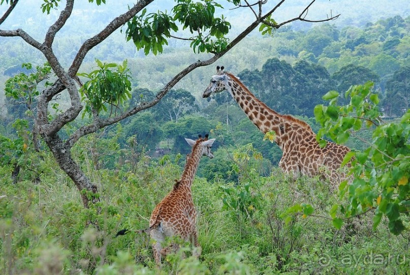 Танзания, Аруша