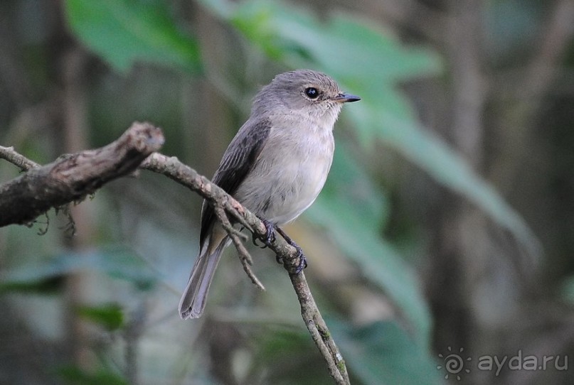 Танзания, Аруша