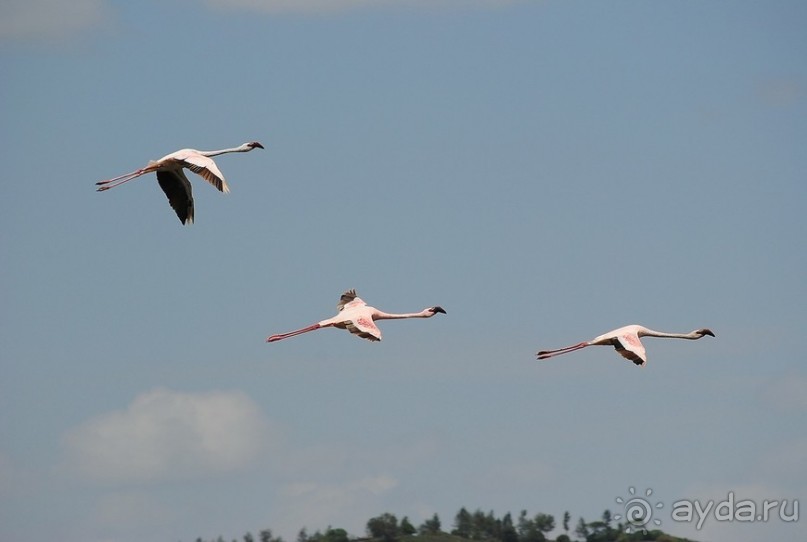 Танзания, Аруша