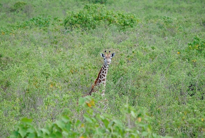 Танзания, Аруша