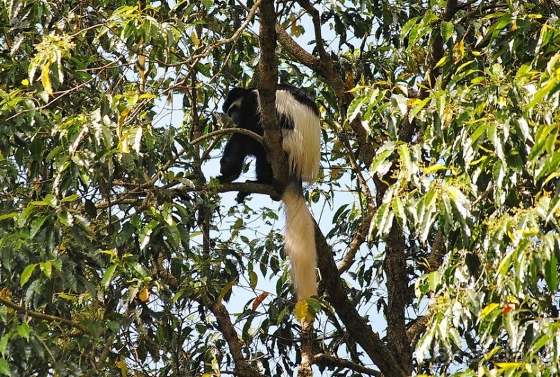 Танзания, Аруша