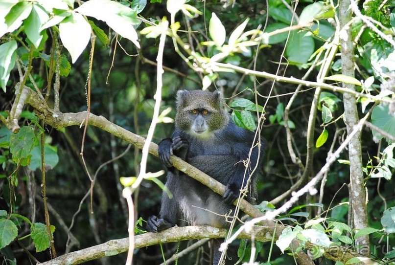 Танзания, Аруша