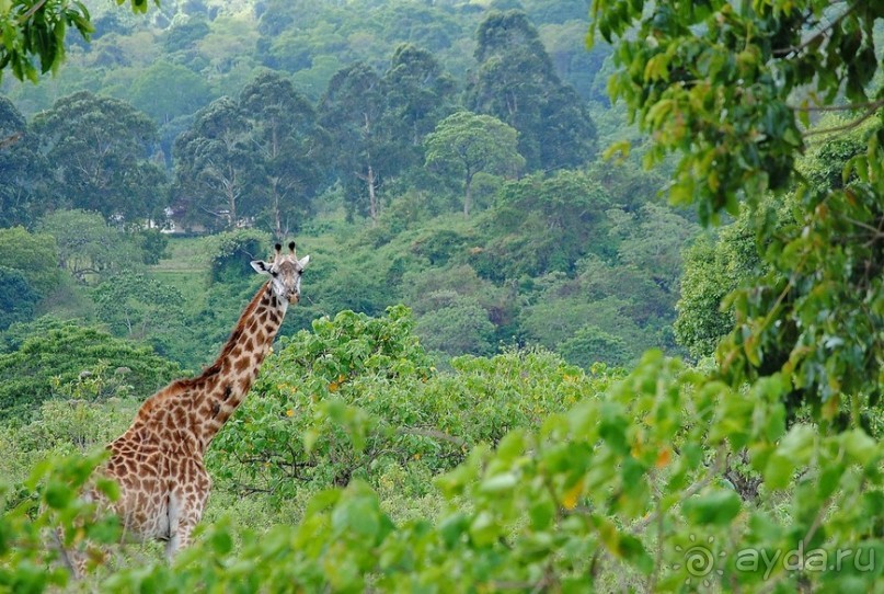 Танзания, Аруша
