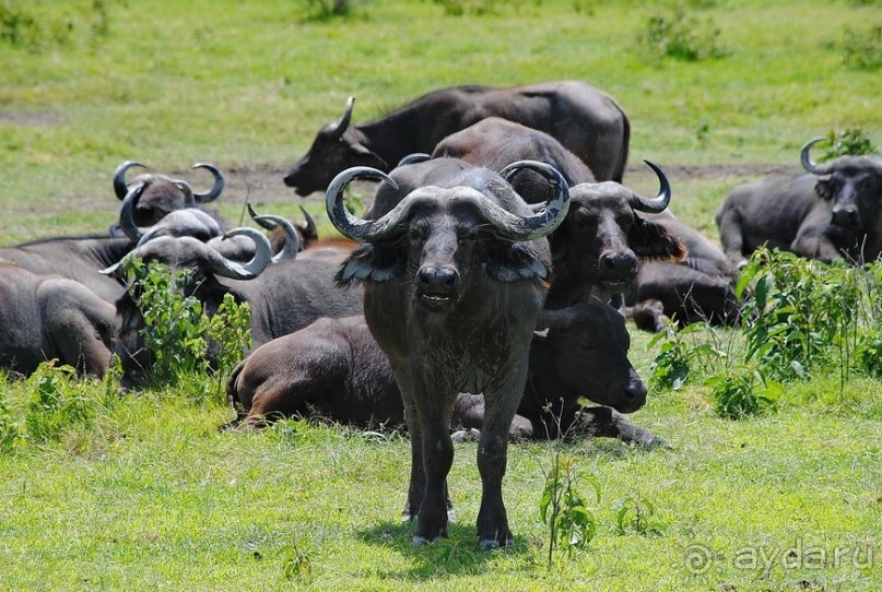 Танзания, Аруша