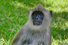 Цейлон на троих. Часть 3