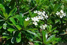 Цейлон на троих. Часть 3