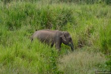 Цейлон на троих. Часть 3