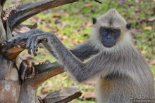 Цейлон на троих. Часть 3