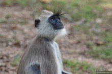 Цейлон на троих. Часть 3