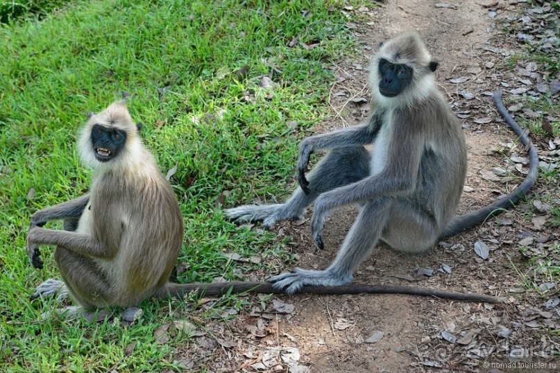 Цейлон на троих. Часть 3