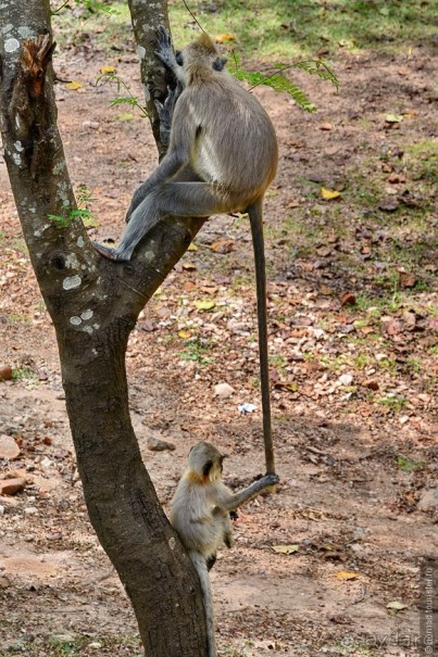 Цейлон на троих. Часть 3