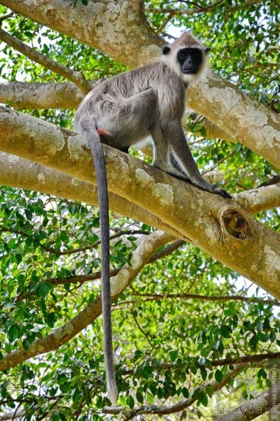 Цейлон на троих. Часть 3