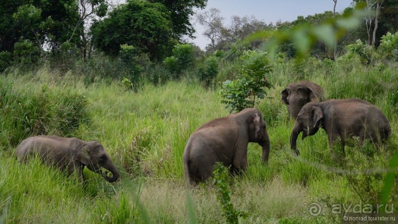 Цейлон на троих. Часть 3