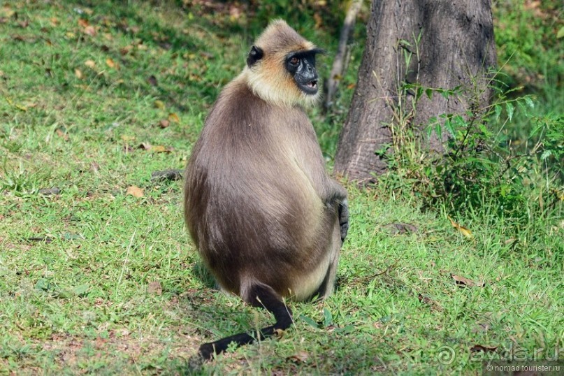 Цейлон на троих. Часть 3