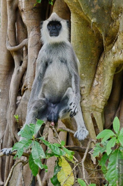 Цейлон на троих. Часть 3