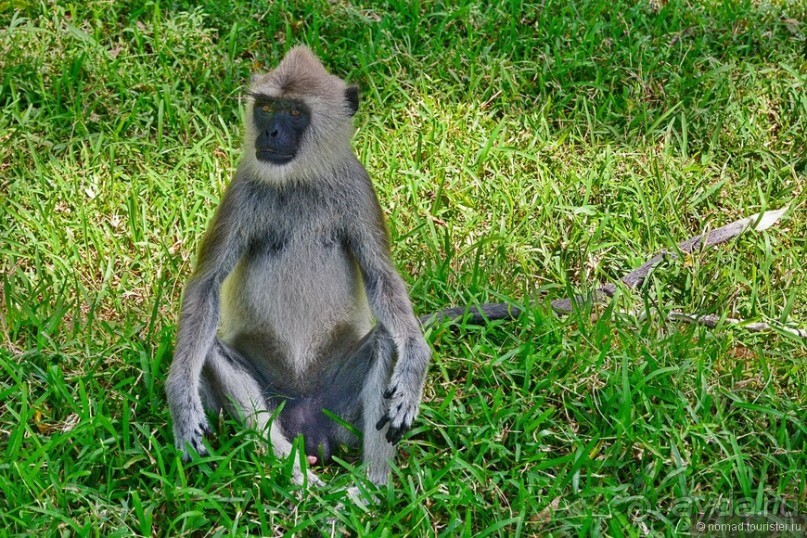 Цейлон на троих. Часть 3