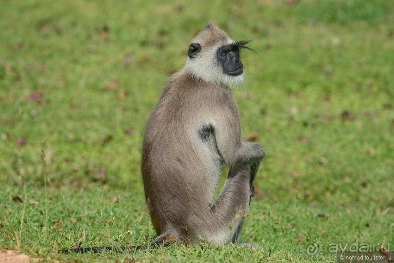 Цейлон на троих. Часть 3