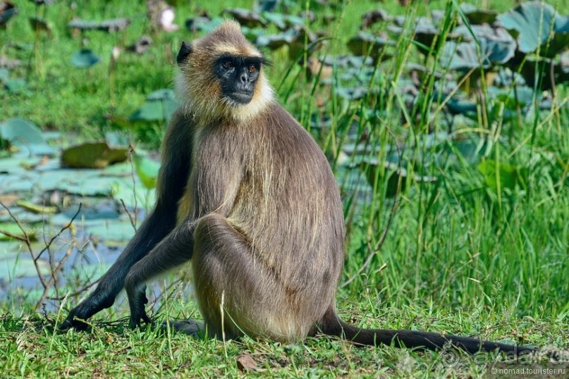 Цейлон на троих. Часть 3