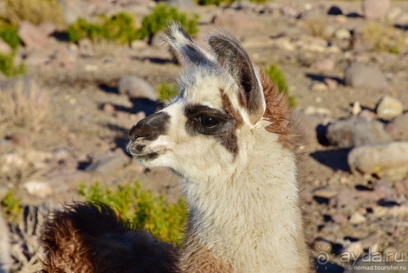 Bolivia te espera! Часть 4