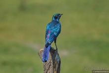 Африканское ралли. Часть 3