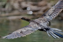 Африканское ралли. Часть 3