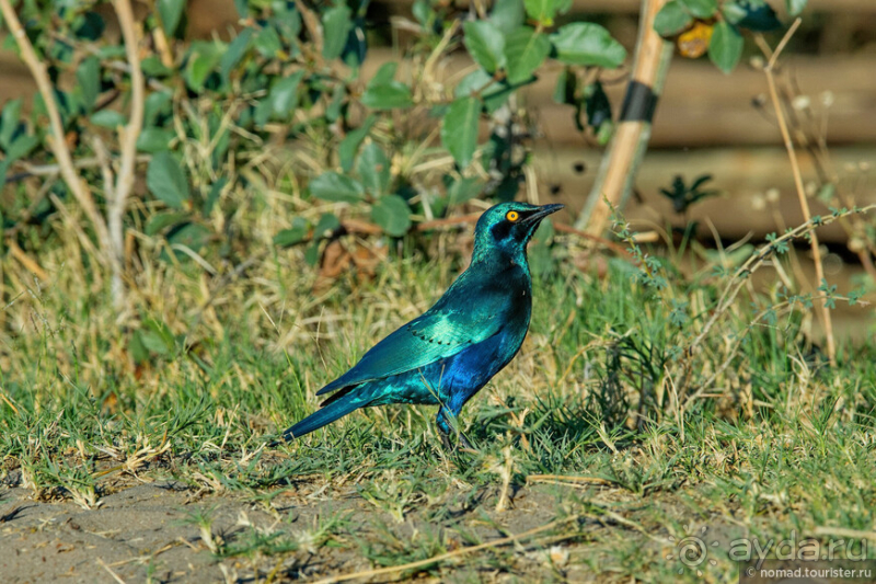 Африканское ралли. Часть 3