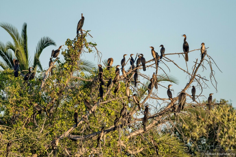 Африканское ралли. Часть 3