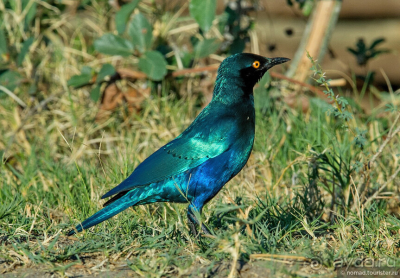 Африканское ралли. Часть 3