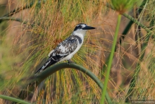 Африканское ралли. Часть 3