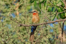 Африканское ралли. Часть 3