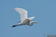 Африканское ралли. Часть 3