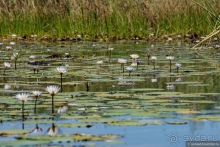 Африканское ралли. Часть 3