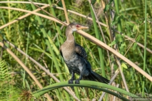 Африканское ралли. Часть 3