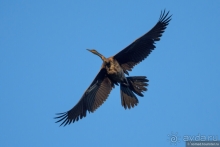 Африканское ралли. Часть 3