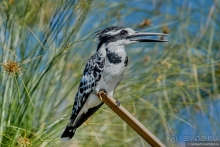 Африканское ралли. Часть 3