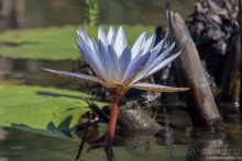 Африканское ралли. Часть 3